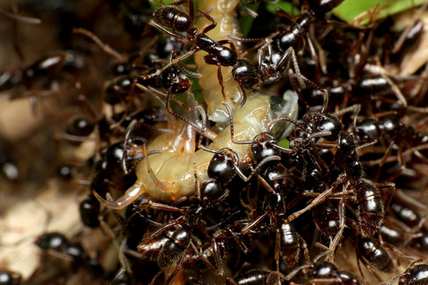 �ϥ���ϥꥢ��