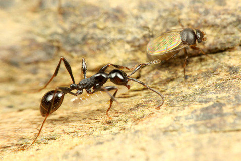 ¥Î¥ß¥Ð¥¨¤È¥Ò¥á¥µ¥¹¥é¥¤¥¢¥ê