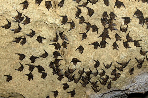 �����饳�����