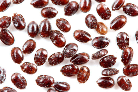 ¥¤¥È¥À¥Ë¤Î°ì¼ï