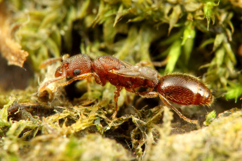 ����ޥĥ���