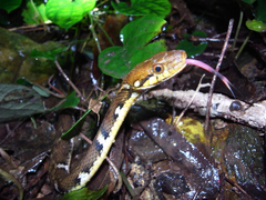 �䥨��ޥҥХ�