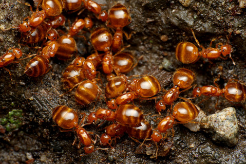 ���������ꥢ������η뺧����