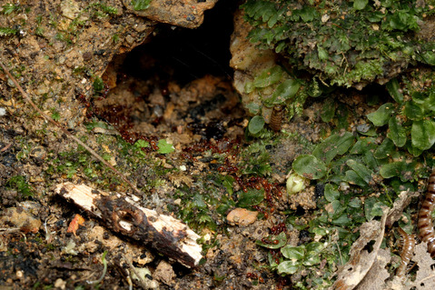 ヒメサスライアリ