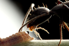 クロシジミとクロオオアリ