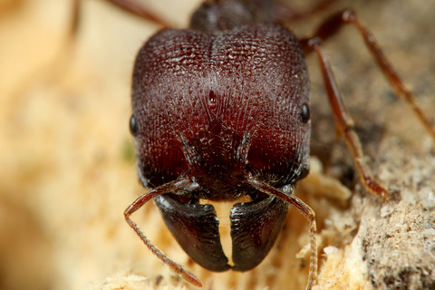 ¥è¥³¥Å¥Ê¥¢¥ê¤ÈÊë¤é¤¹¥Ï¥Í¥«¥¯¥·