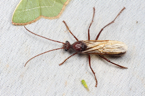 �ѥ�ݥͥ顡����