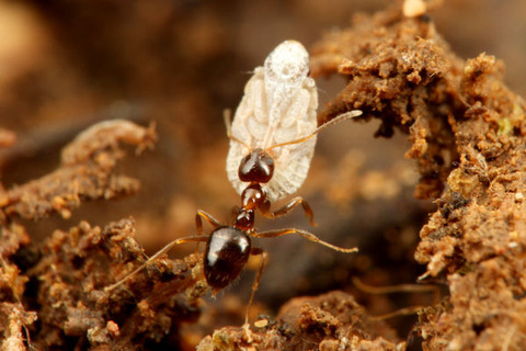 ¥¢¥á¥¤¥í¥¢¥ê¤ÎÁã¤ÇÊë¤é¤¹¥¦¥ó¥«