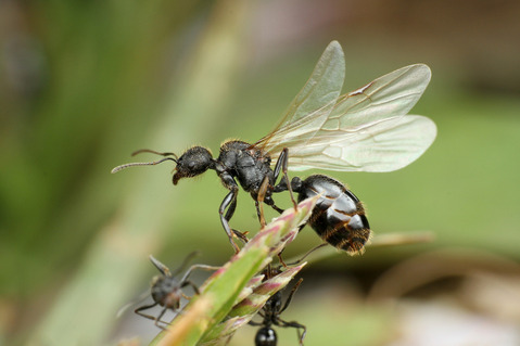 クロナガアリ Messor aciculatus