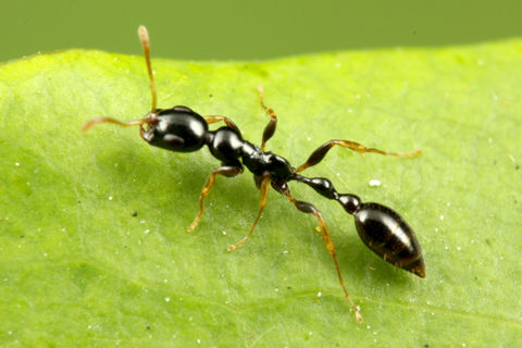 ¥Ê¥¬¥Õ¥·¥¢¥ê