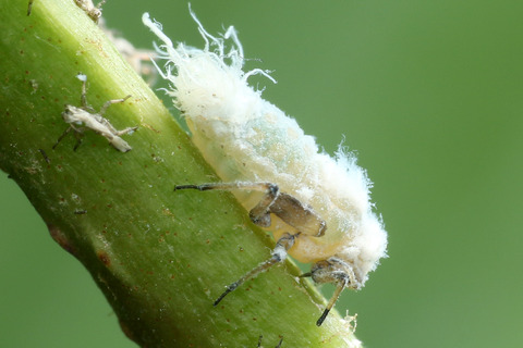 ÀãÃî¤Î°ìÀ¸