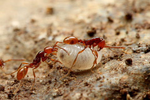 ヒメサスライアリ