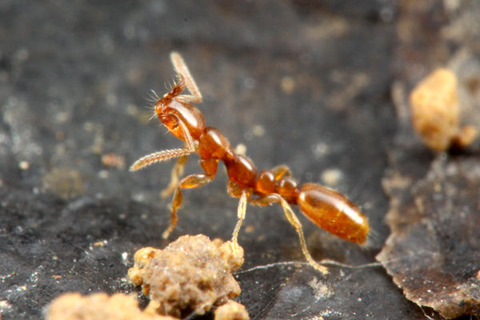 ���奺�ե�����