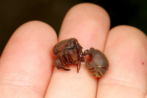 �ϥ��ꥢ��ν���