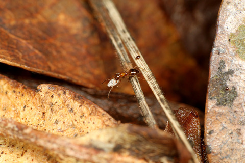 ヒメサスライアリの狩り