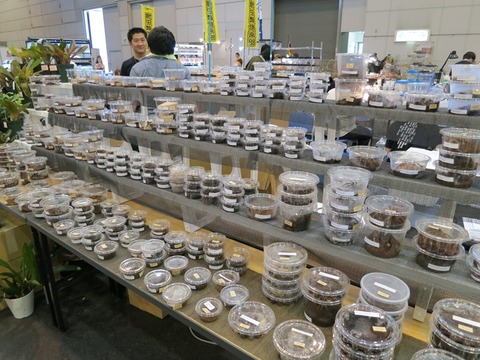 ジャパンレプタイルズショー2012