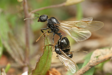 クロナガアリ Messor aciculatus