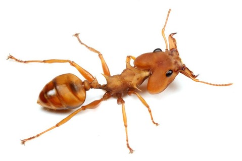 Daceton armigerum