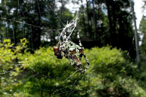 コケオニグモ