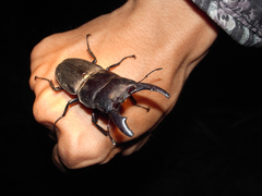 �ҥ饿���塞��