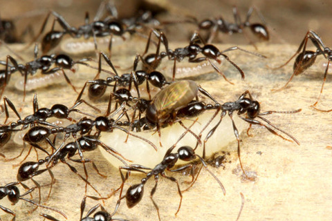 ¥Î¥ß¥Ð¥¨¤È¥Ò¥á¥µ¥¹¥é¥¤¥¢¥ê