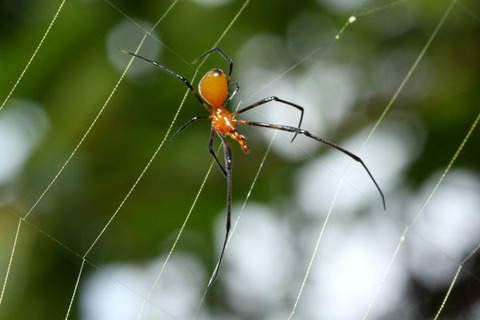 アカイソウロウグモ