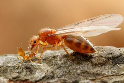 キイロシリアゲアリ Crematogaster osakensis