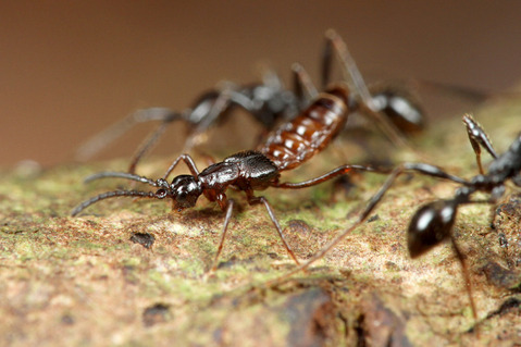 ツヤヒメサスライアリ