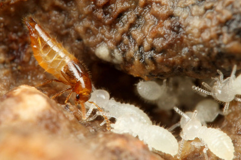 ¥Ï¥Í¥«¥¯¥·