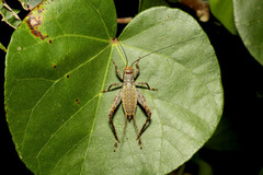 マダラコオロギ