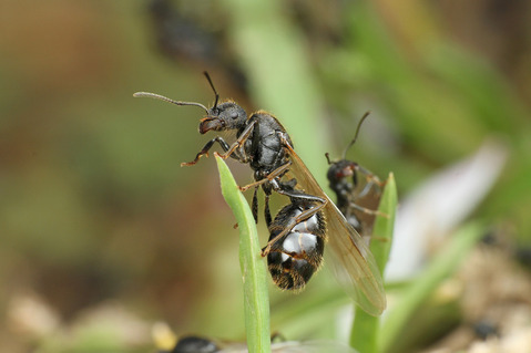 クロナガアリ Messor aciculatus
