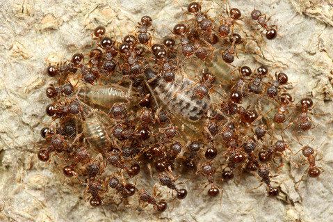 ���ߥᥢ��