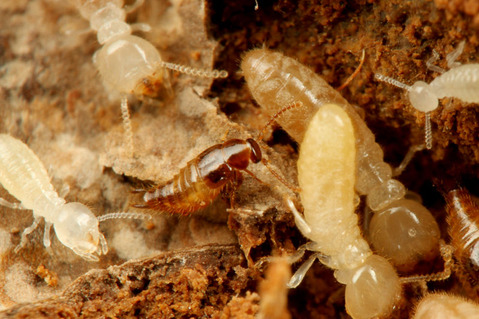 �ϥͥ�����