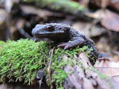 ¥¤¥Ü¥¤¥â¥ê