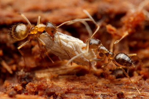 キノカワハゴロモ