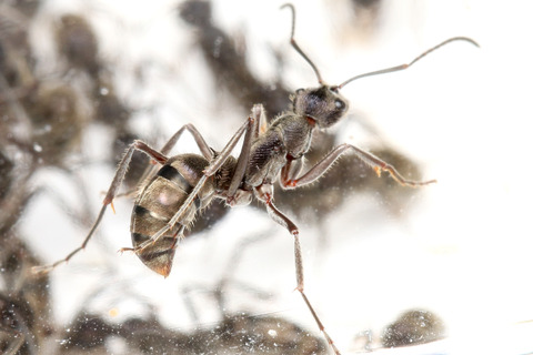 �ȥ������ϥꥢ��