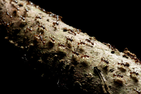 ヒメサスライアリ