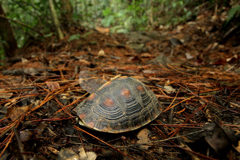 ¥»¥Þ¥ë¥Ï¥³¥¬¥á