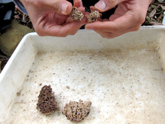 ������󥷥�����ζݱ�