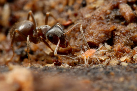 ÀãÃî¤Î°ìÀ¸