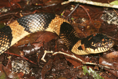 �����ޥ�