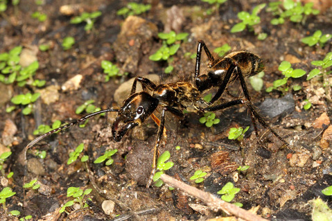 �ǥ��Υݥͥ�Dinoponera sp.