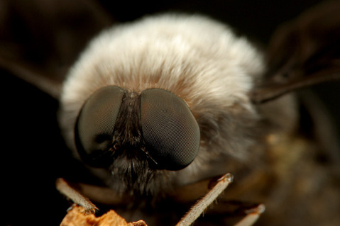 ツリアブモドキ