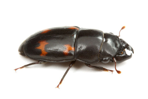 ヨツボシケシキスイ