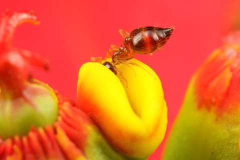 ¥·¥ê¥¢¥²¥¢¥ê