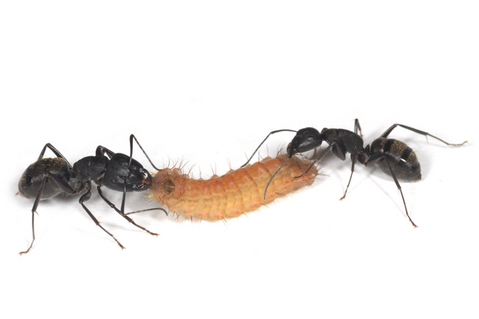 �������餤��̪��Ф�����������