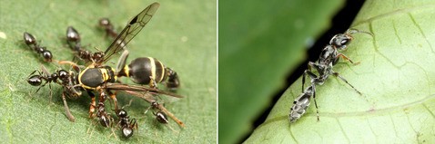 ���ꥢ������ȥ�����������