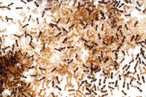 ���ᥤ��������