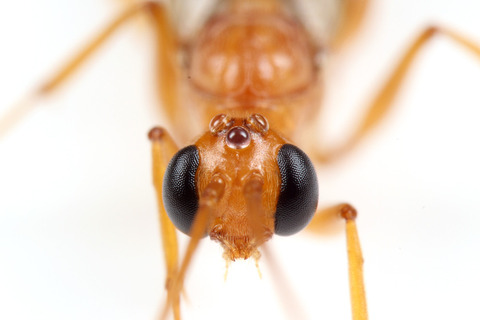 アギトアリの雄