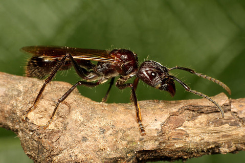 �ѥ�ݥͥ顡Paraponera clavata